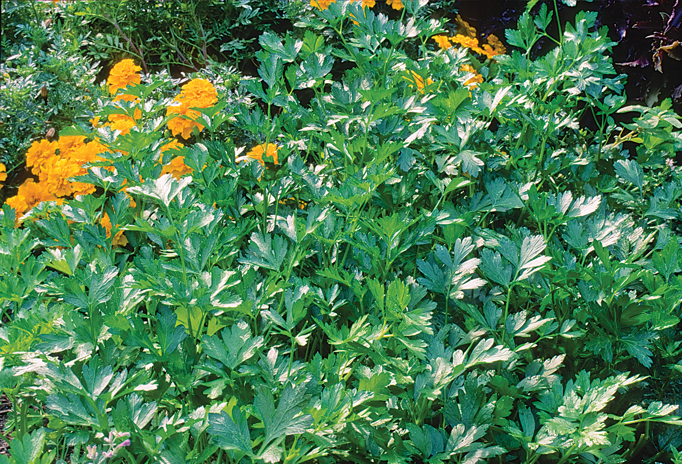 Growing Parsley in Shade Mother Earth Living